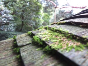 Sbj-couverture - Mousse sur votre toiture : comment ça abîme votre toit (et pourquoi il ne faut pas attendre) ? - Featured Image 1